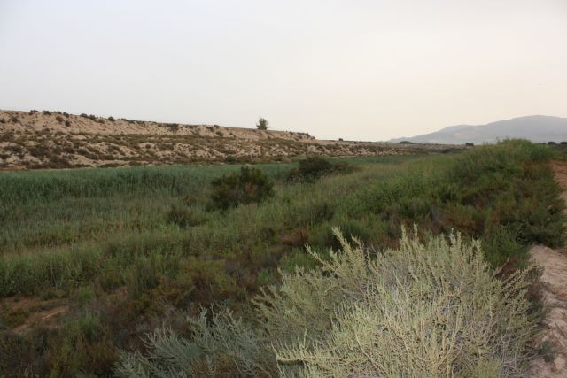 La Comunidad actúa para mejorar el Espacio Natural Protegido de los Saladares del Guadalentín en Alhama de Murcia